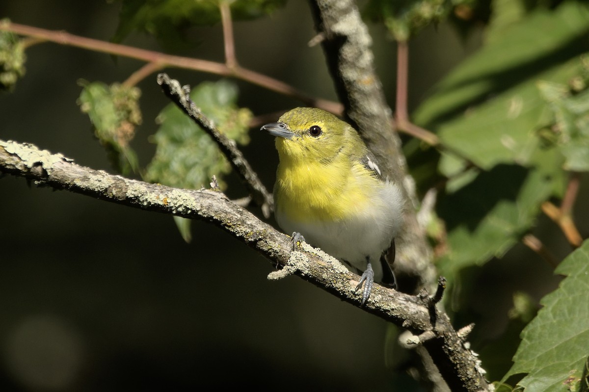 Yellow-throated Vireo - ML641500659