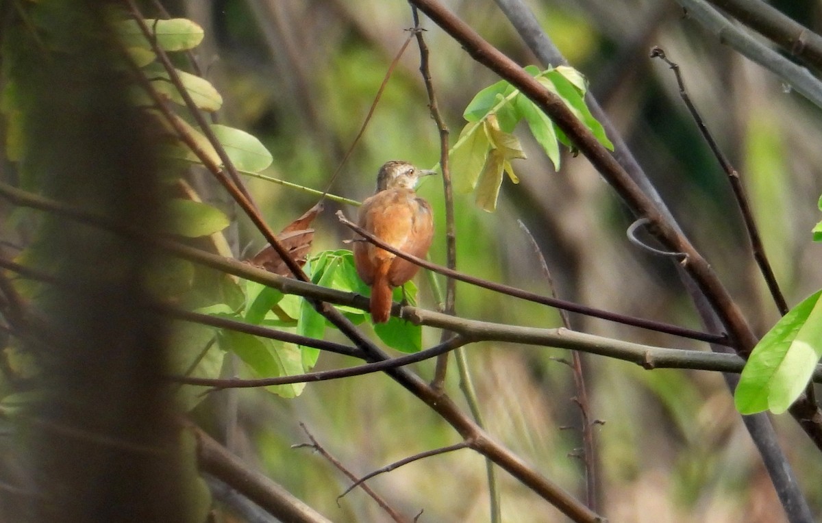 Lesser Hornero - ML641500660