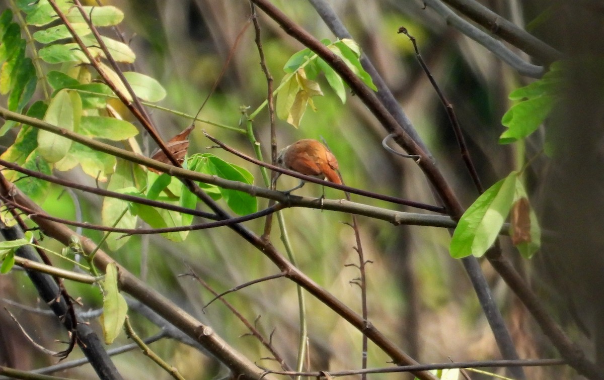 Lesser Hornero - ML641500661
