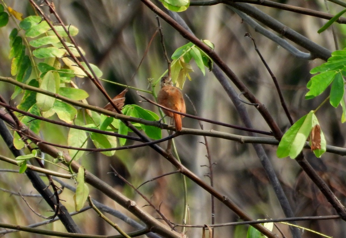 Lesser Hornero - ML641500662