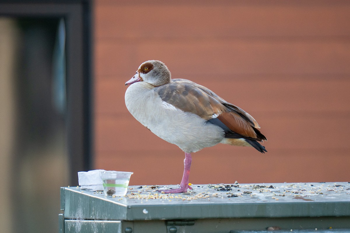 Egyptian Goose - ML641500713