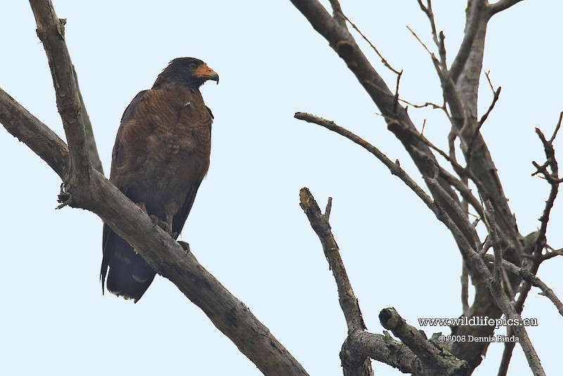 Rufous Crab Hawk - ML641500726