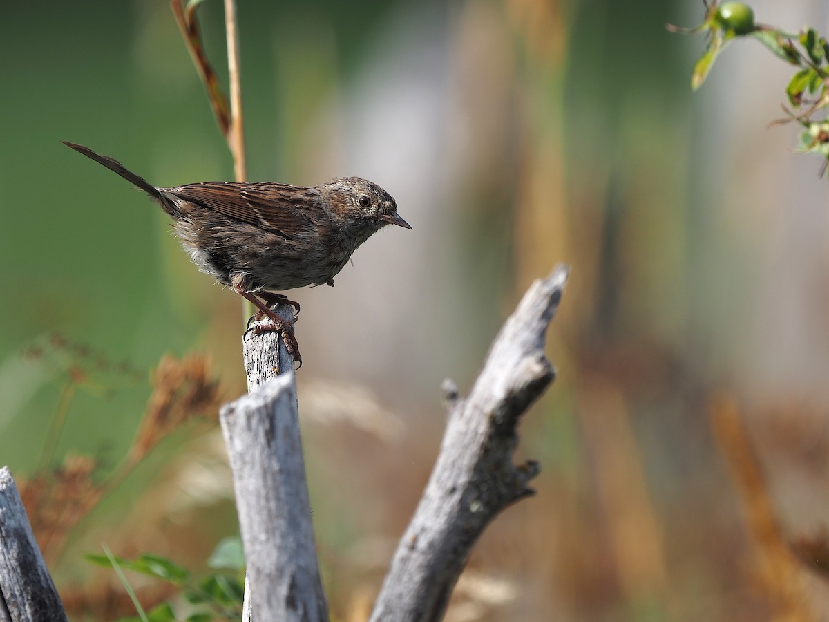 Dunnock - ML641500727