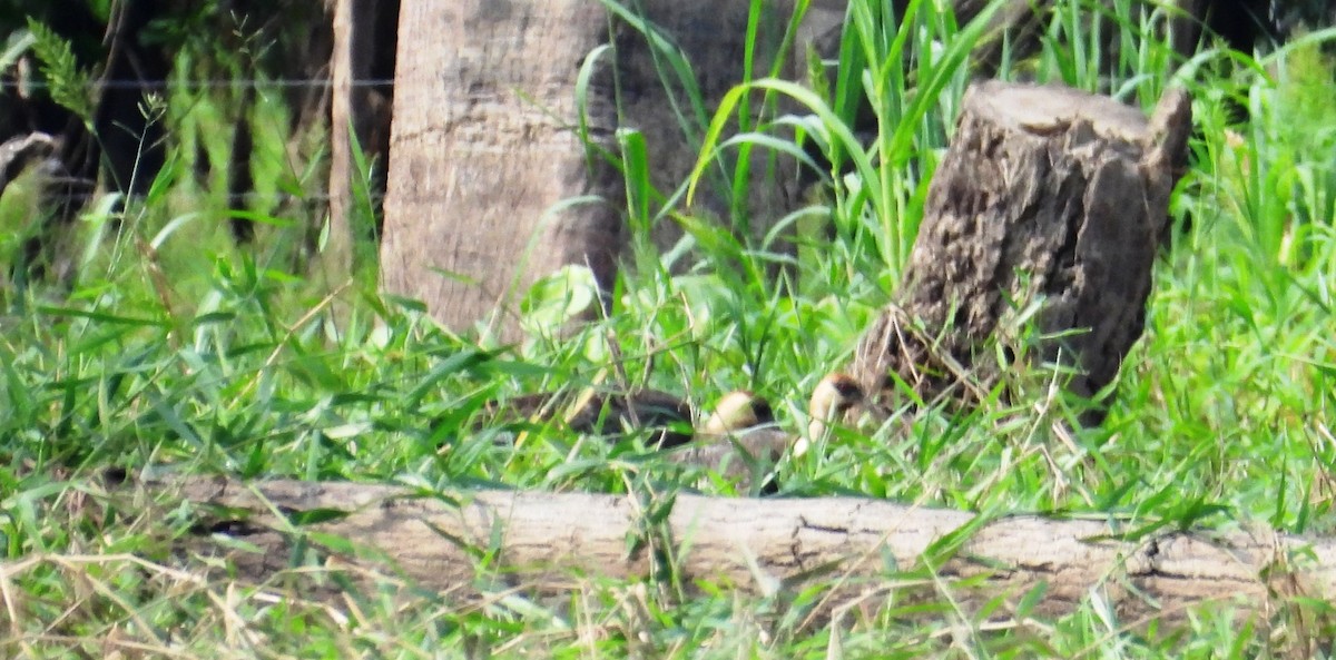 Buff-necked Ibis - ML641500755