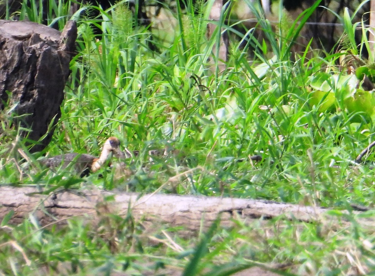 Buff-necked Ibis - ML641500756