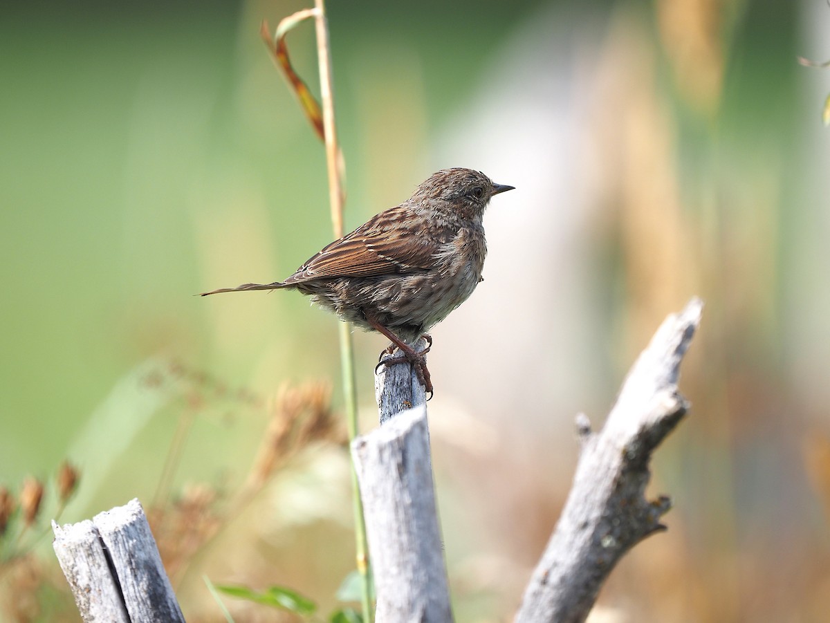 Dunnock - ML641500764