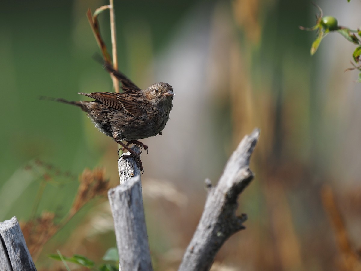 Dunnock - ML641500770