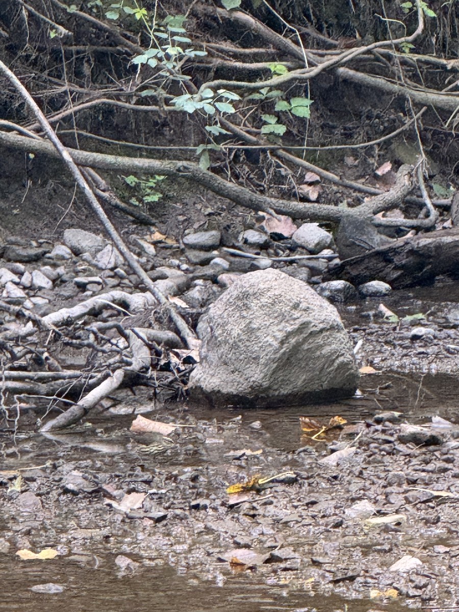 Northern Waterthrush - ML641500776