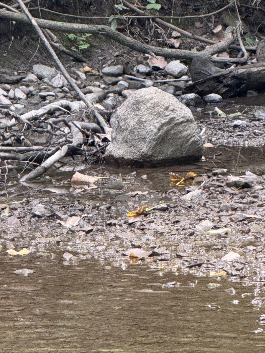 Northern Waterthrush - ML641500777