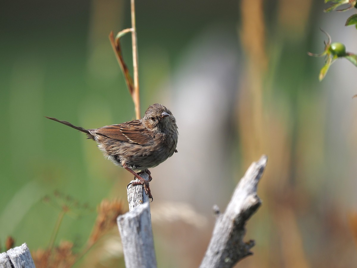 Dunnock - ML641500788