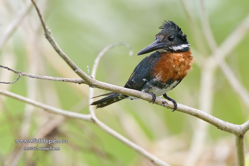 Green Kingfisher - ML641500797