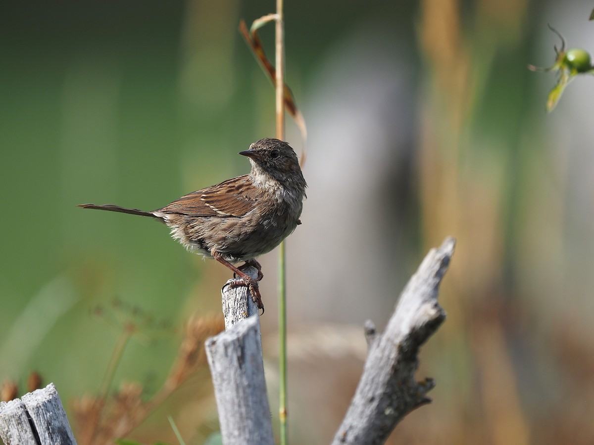 Dunnock - ML641500805