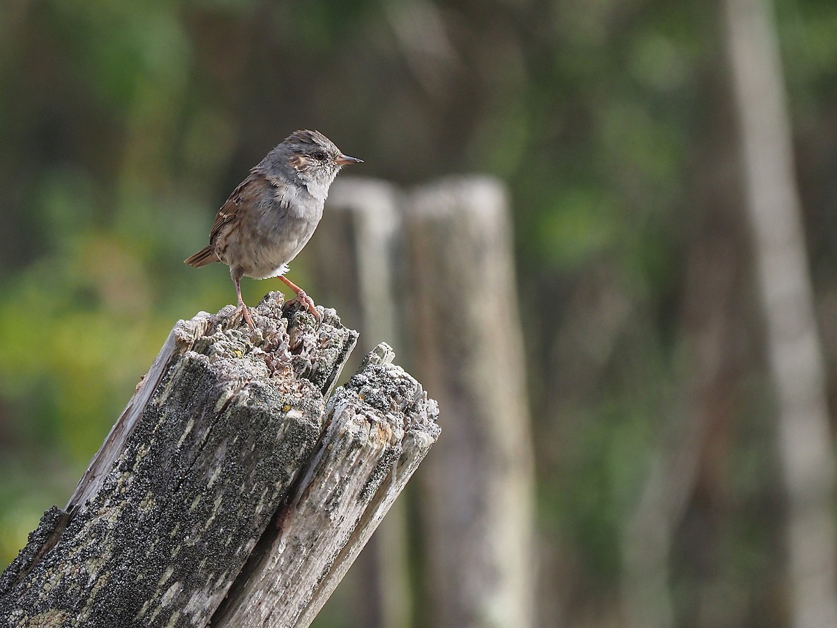 Dunnock - ML641500817
