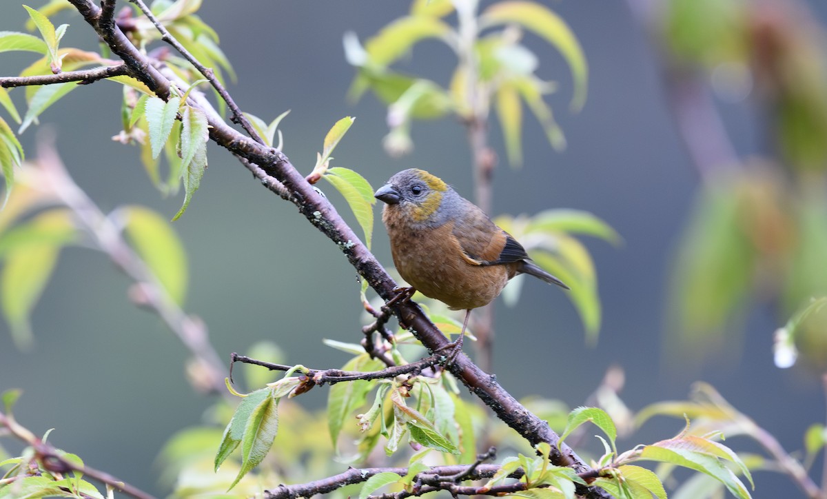 Gold-naped Finch - ML641500826