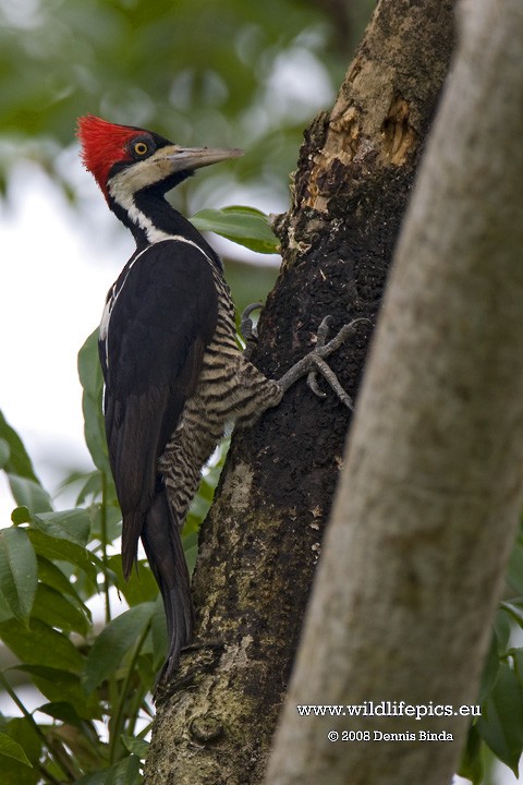 Crimson-crested Woodpecker - ML641500831