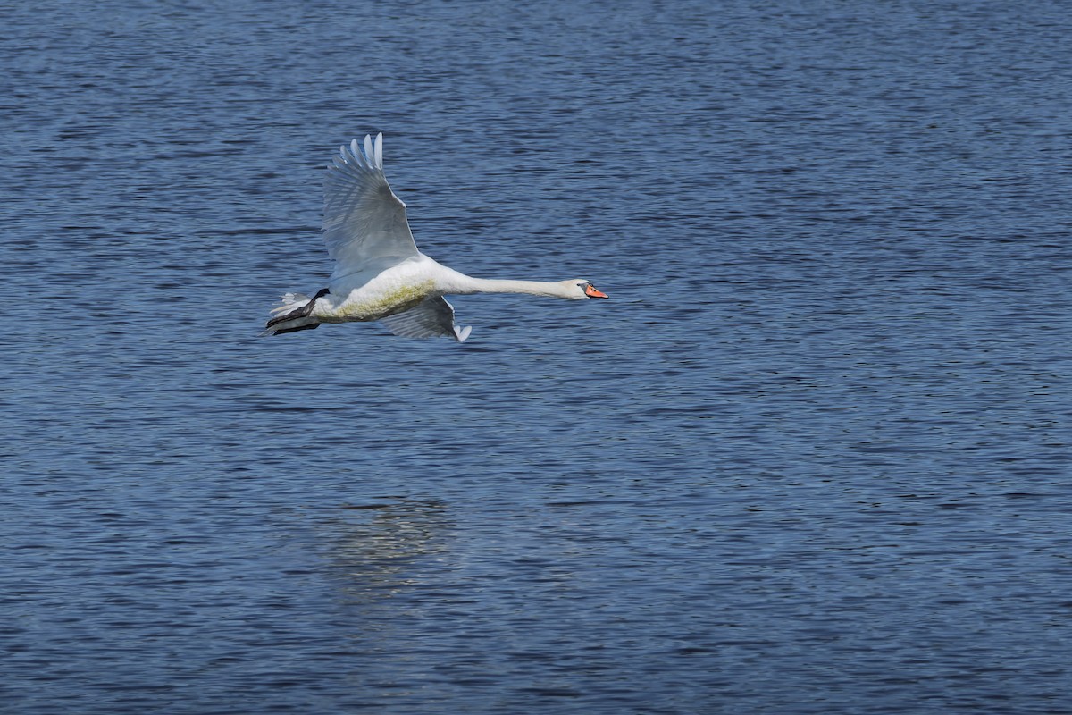 Хуруут хун - ML641500832