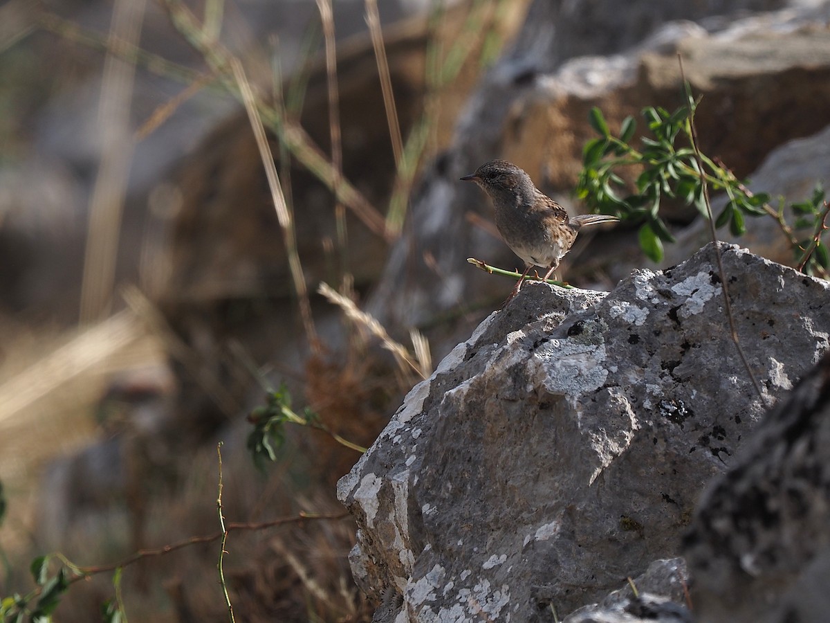Dunnock - ML641500836