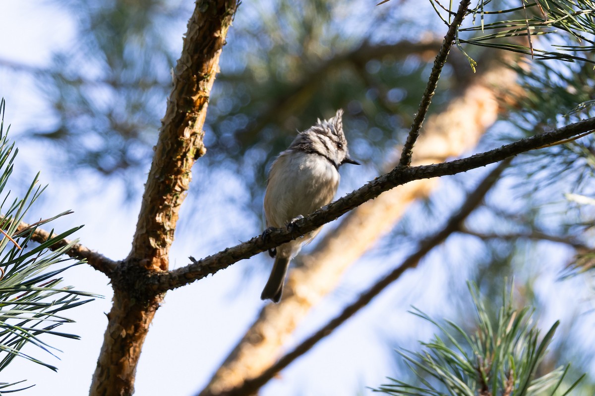 Crested Tit - ML641500847