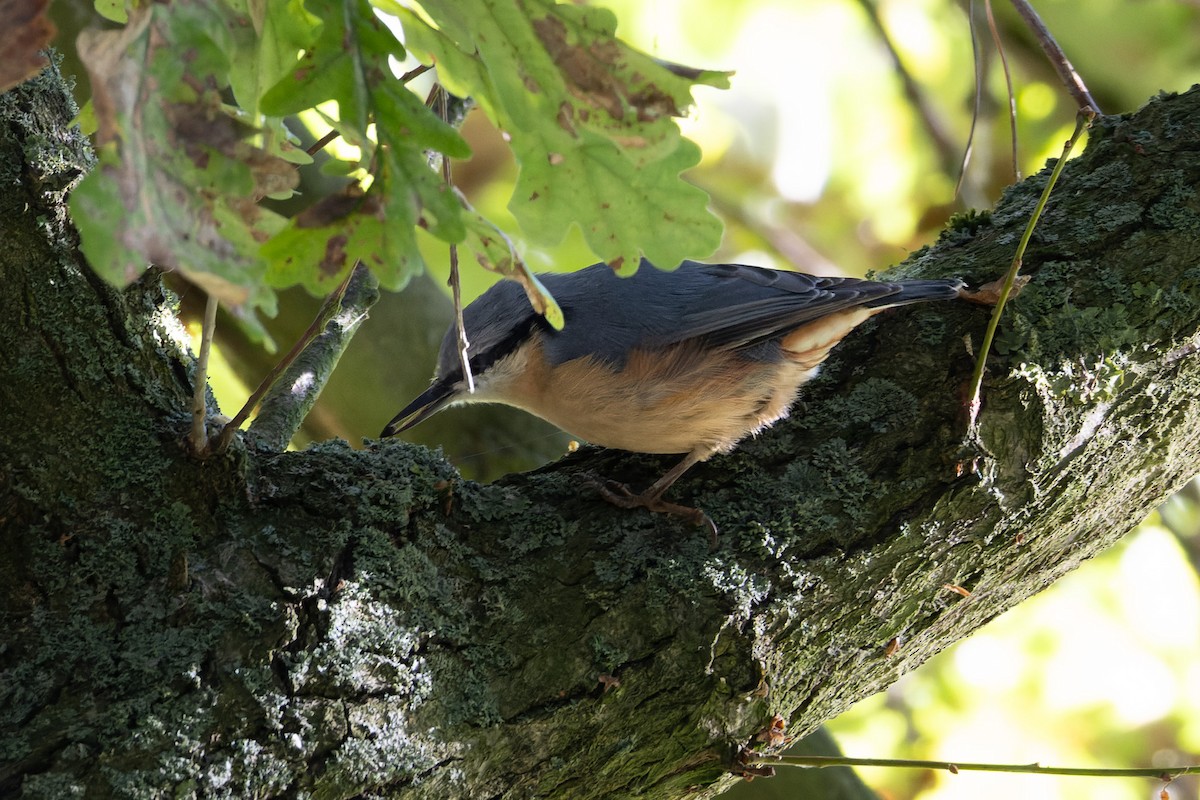 Өрнийн тоншголжин - ML641500864