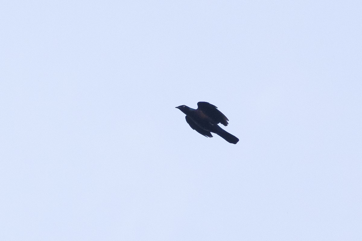 Splendid Starling - ML641500890
