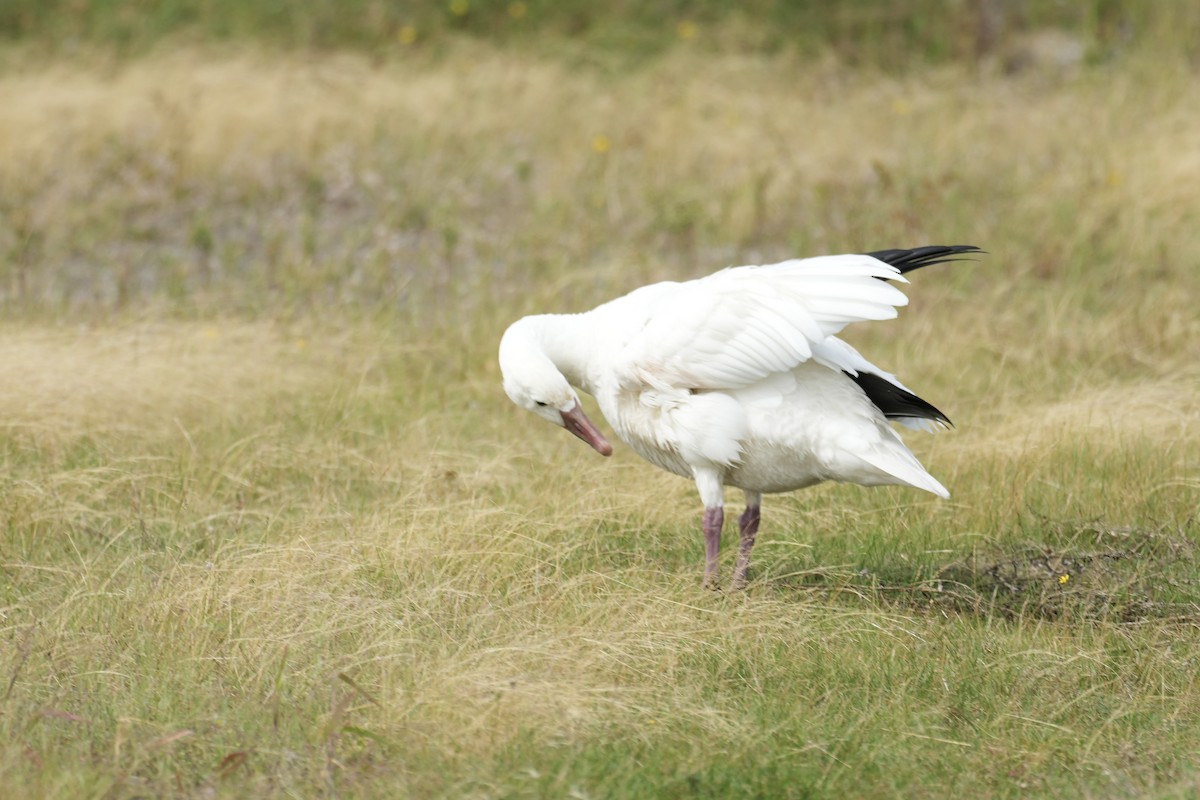 Snow Goose - ML641500892
