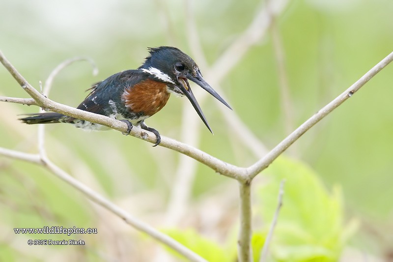 Green Kingfisher - ML641500926
