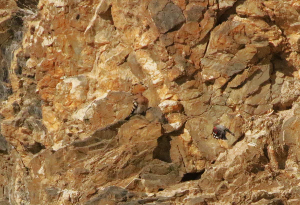 hærfugl - ML641500929