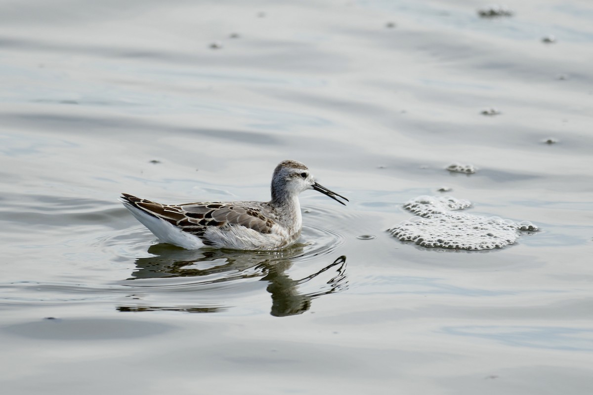 Wilson's Phalarope - ML641500932