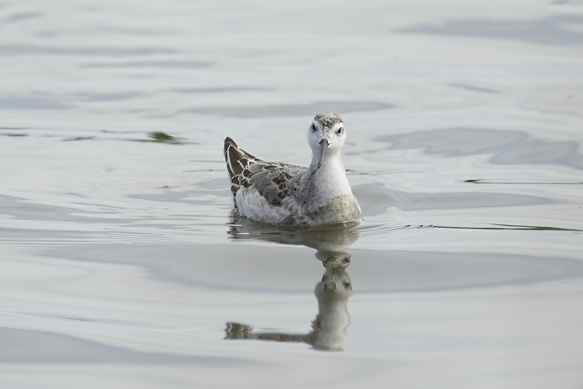 Wilson's Phalarope - ML641500933