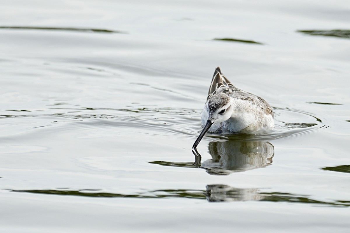 Wilson's Phalarope - ML641500934
