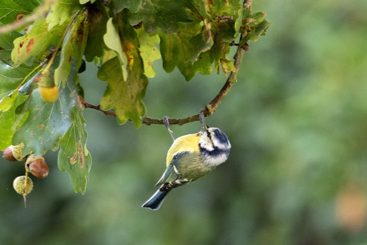 Өрнийн хөх бух - ML641500941