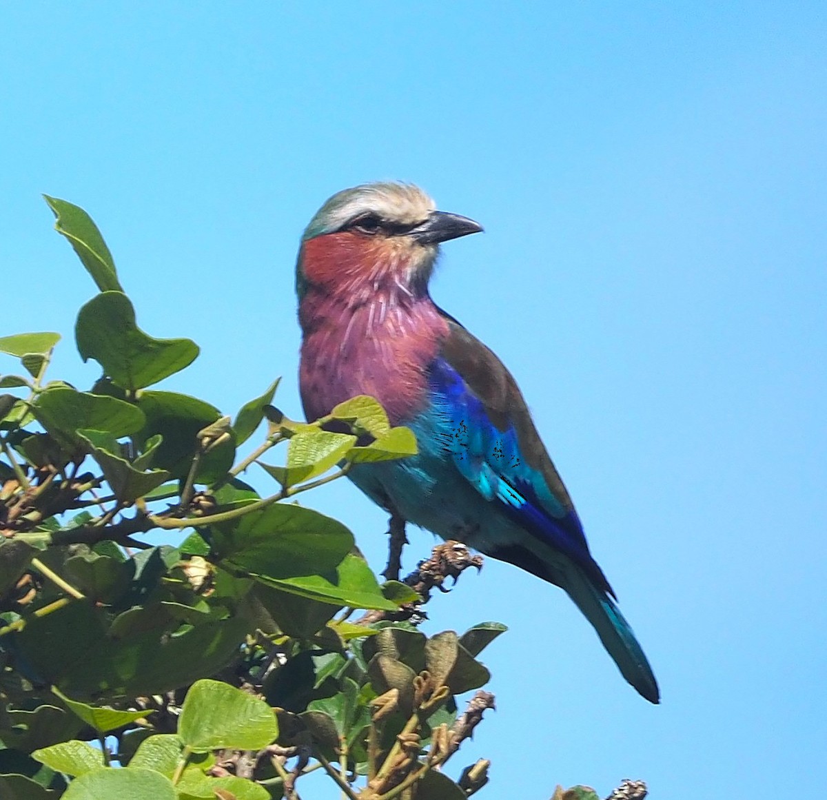 Lilac-breasted Roller (Lilac-breasted) - ML641500959