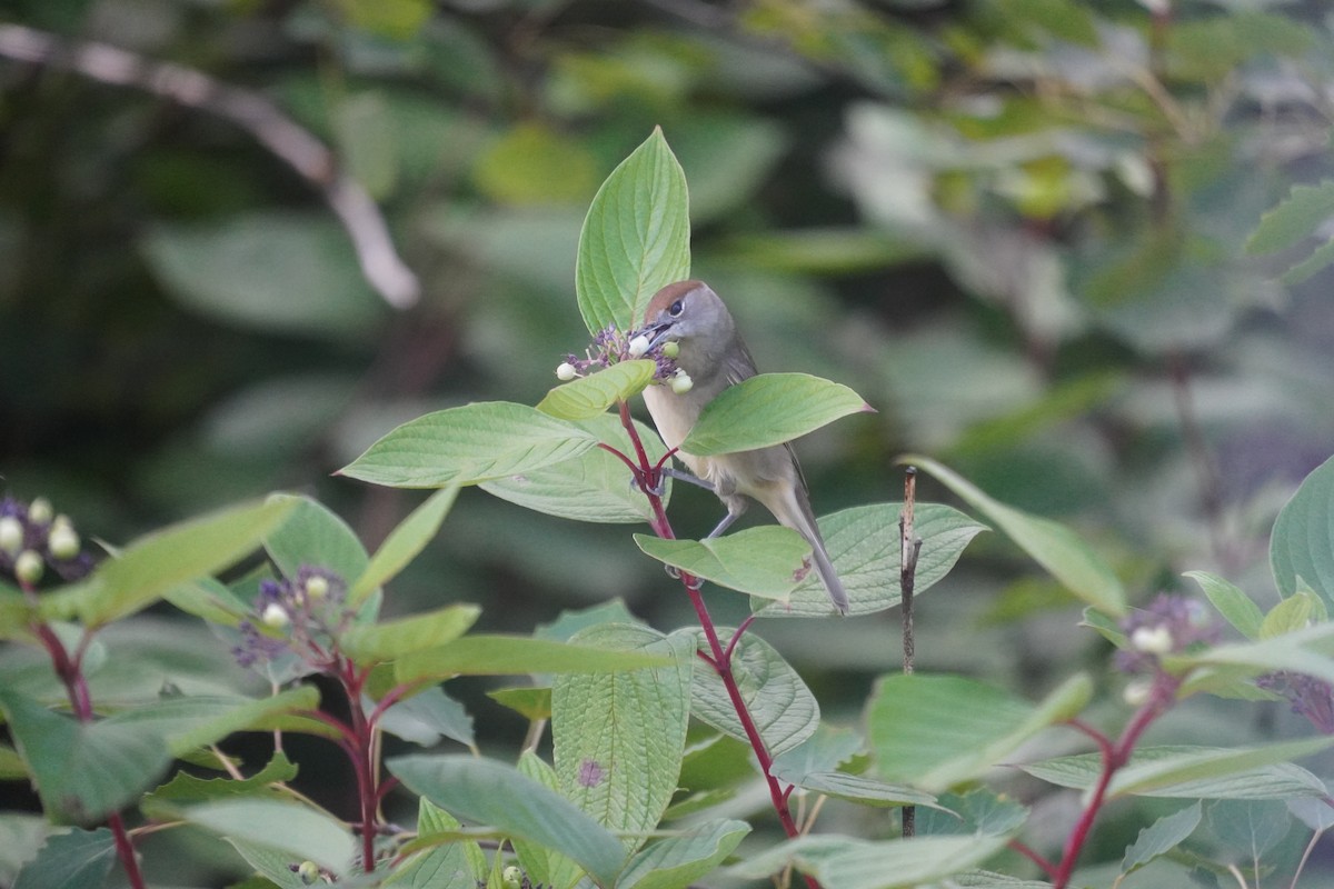 Eurasian Blackcap - ML641500971