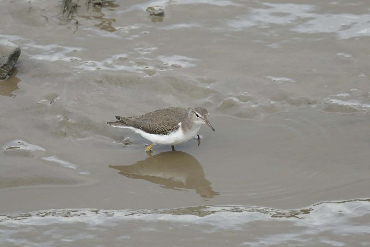 Spotted Sandpiper - ML641500989
