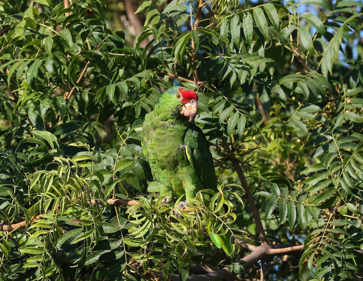 メキシコアカボウシインコ - ML641500996