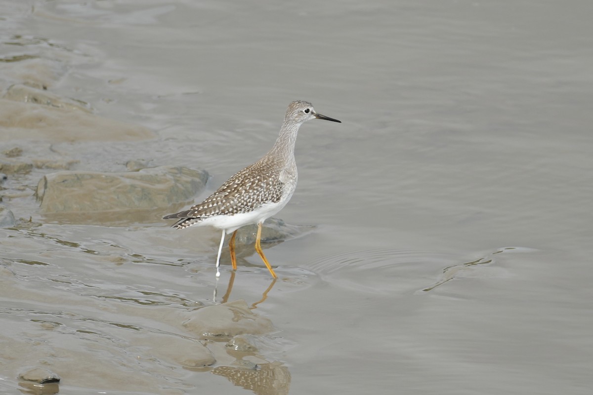 小黃腳鷸 - ML641501010