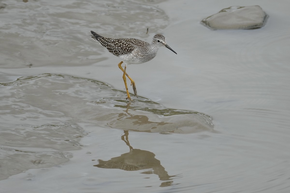 小黃腳鷸 - ML641501011