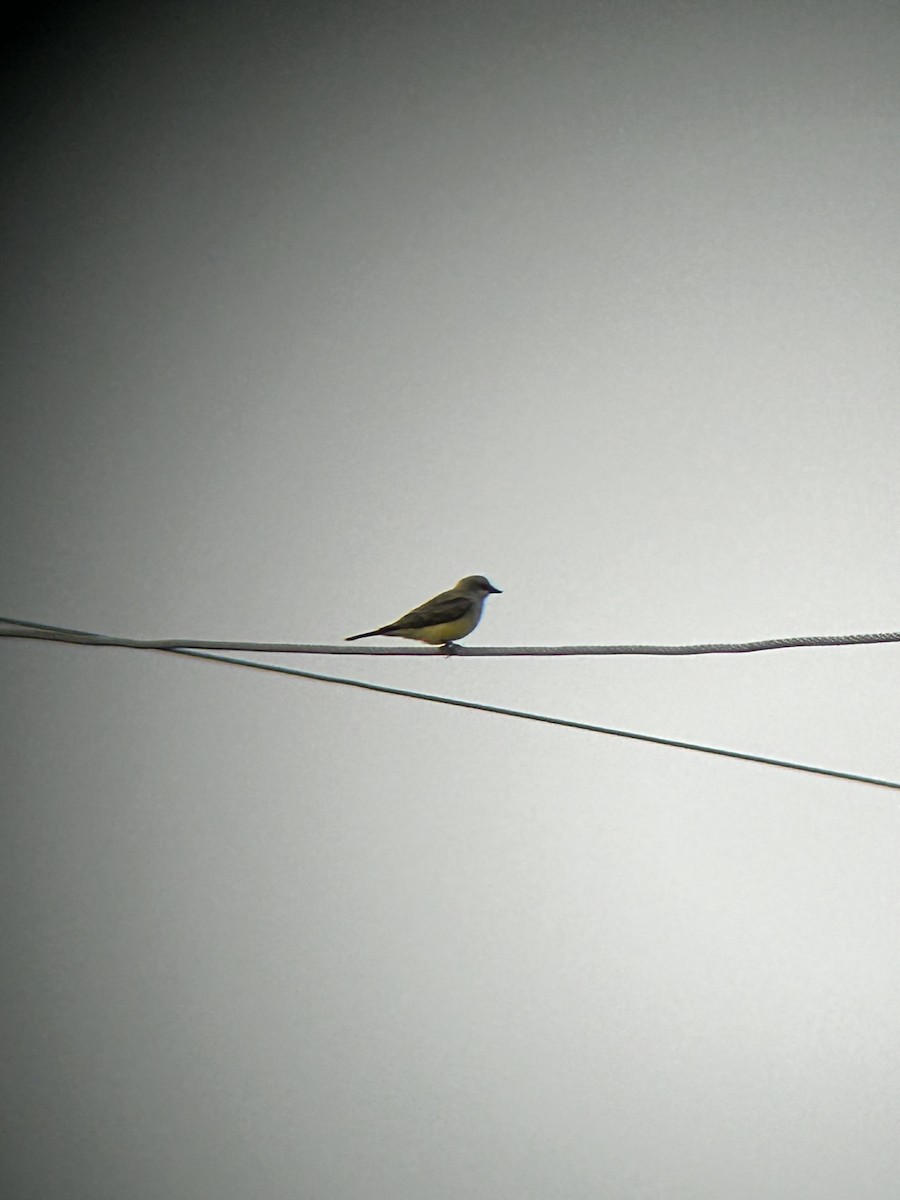 Batı Tiranı - ML641501025