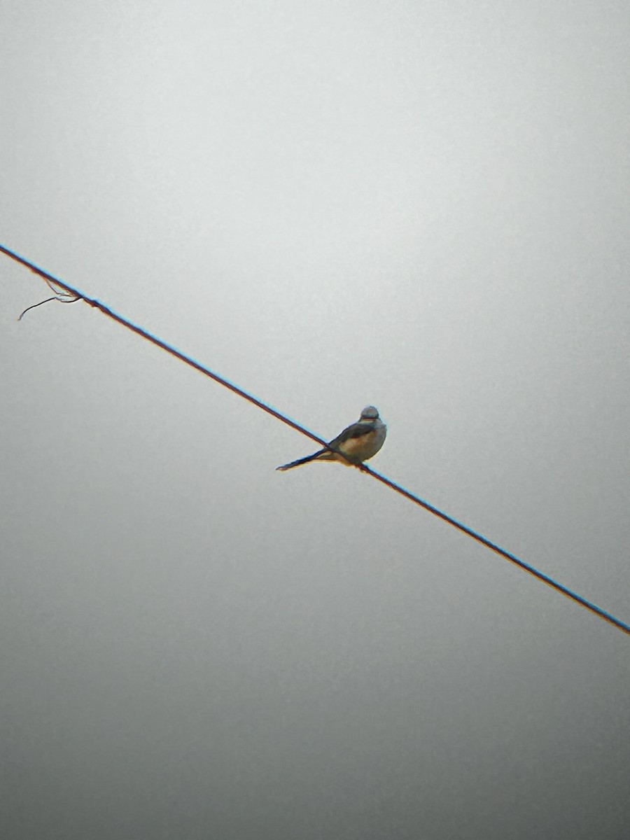 Çatal Kuyruklu Tiran - ML641501043