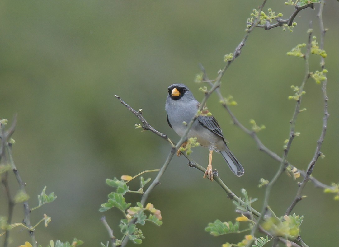 Little Inca-Finch - ML641501067