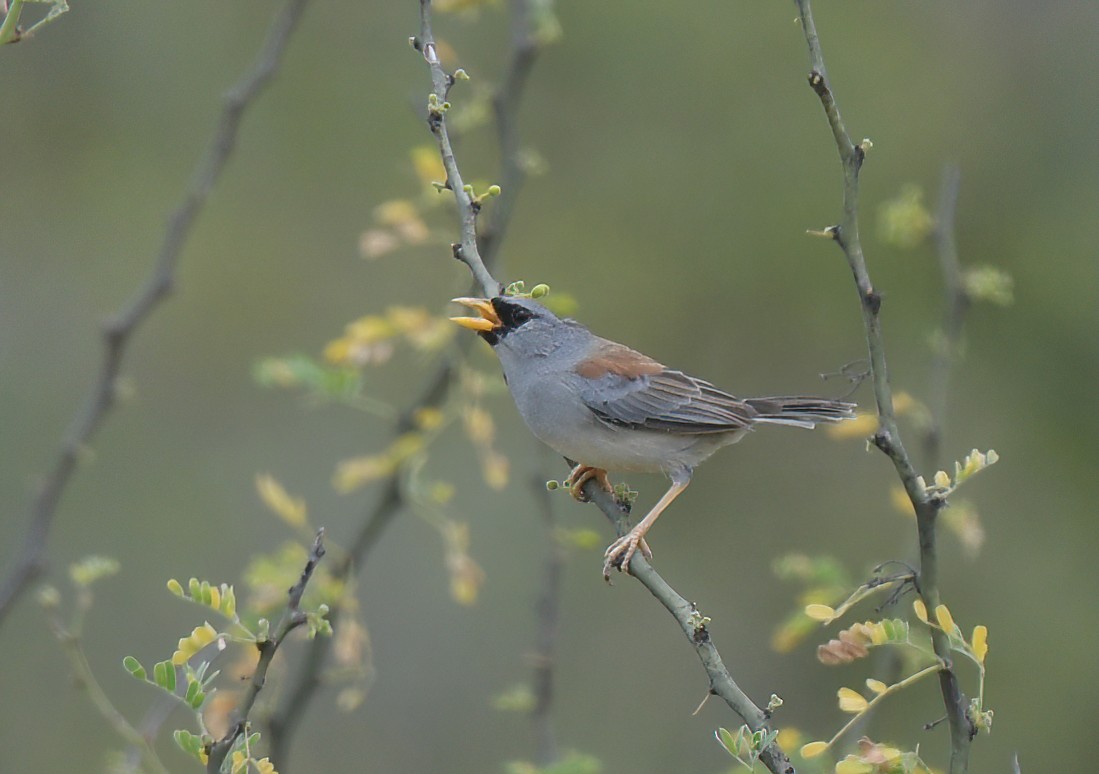 Little Inca-Finch - ML641501068