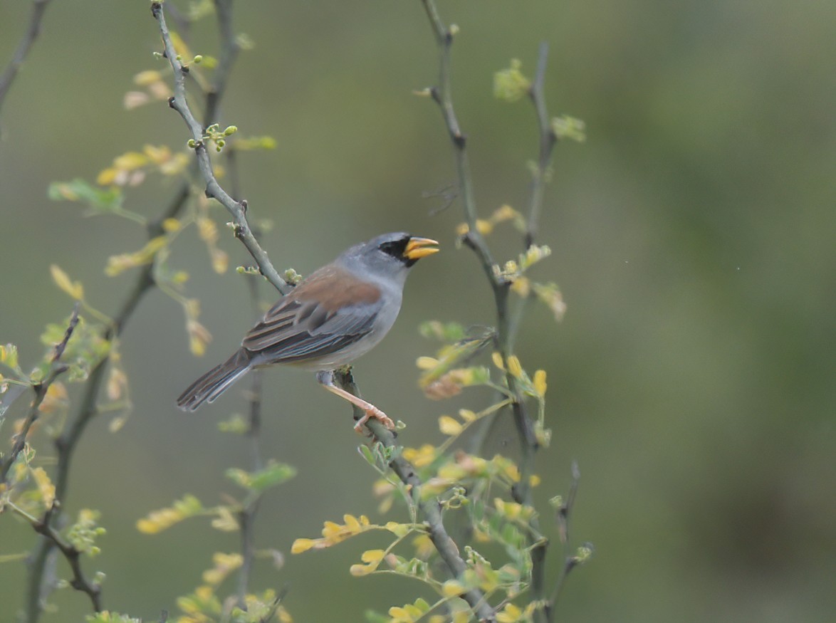 Little Inca-Finch - ML641501069