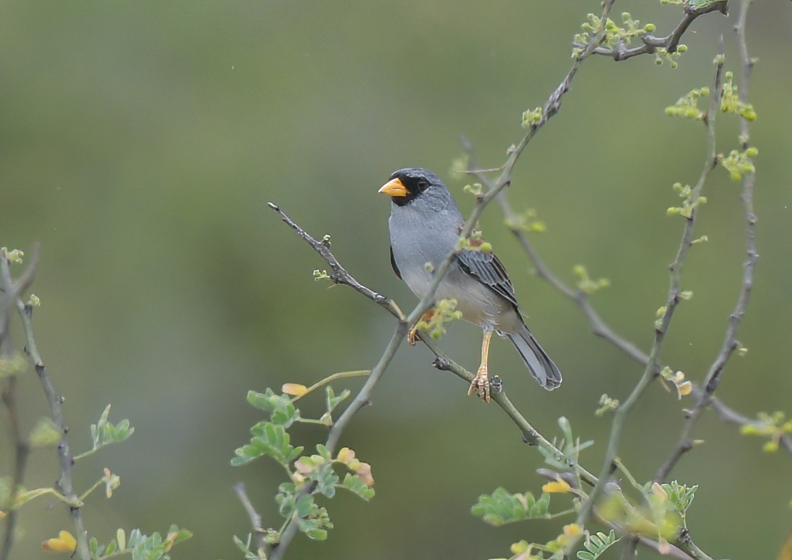 Little Inca-Finch - ML641501070