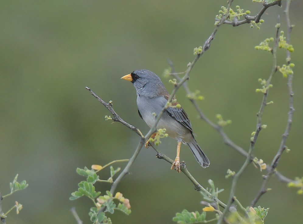 Little Inca-Finch - ML641501071