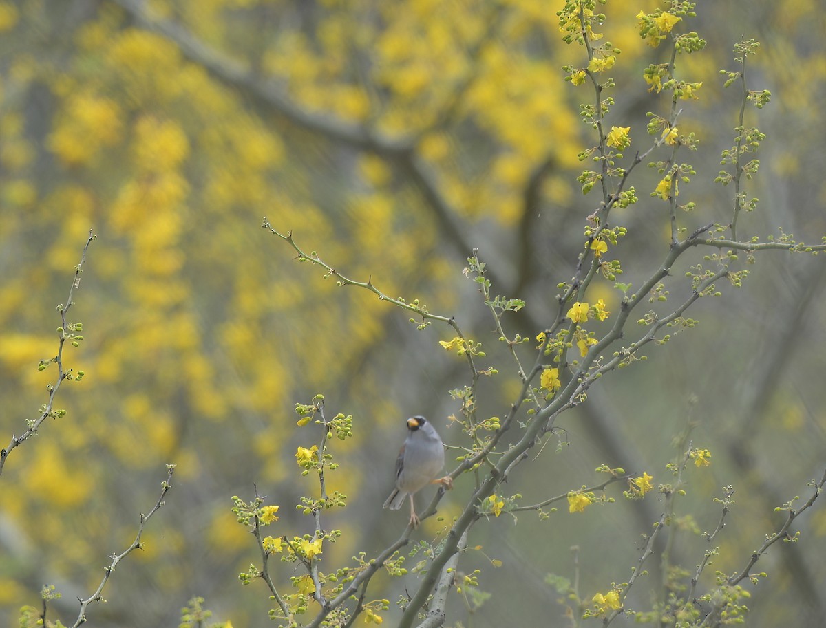 Little Inca-Finch - ML641501072