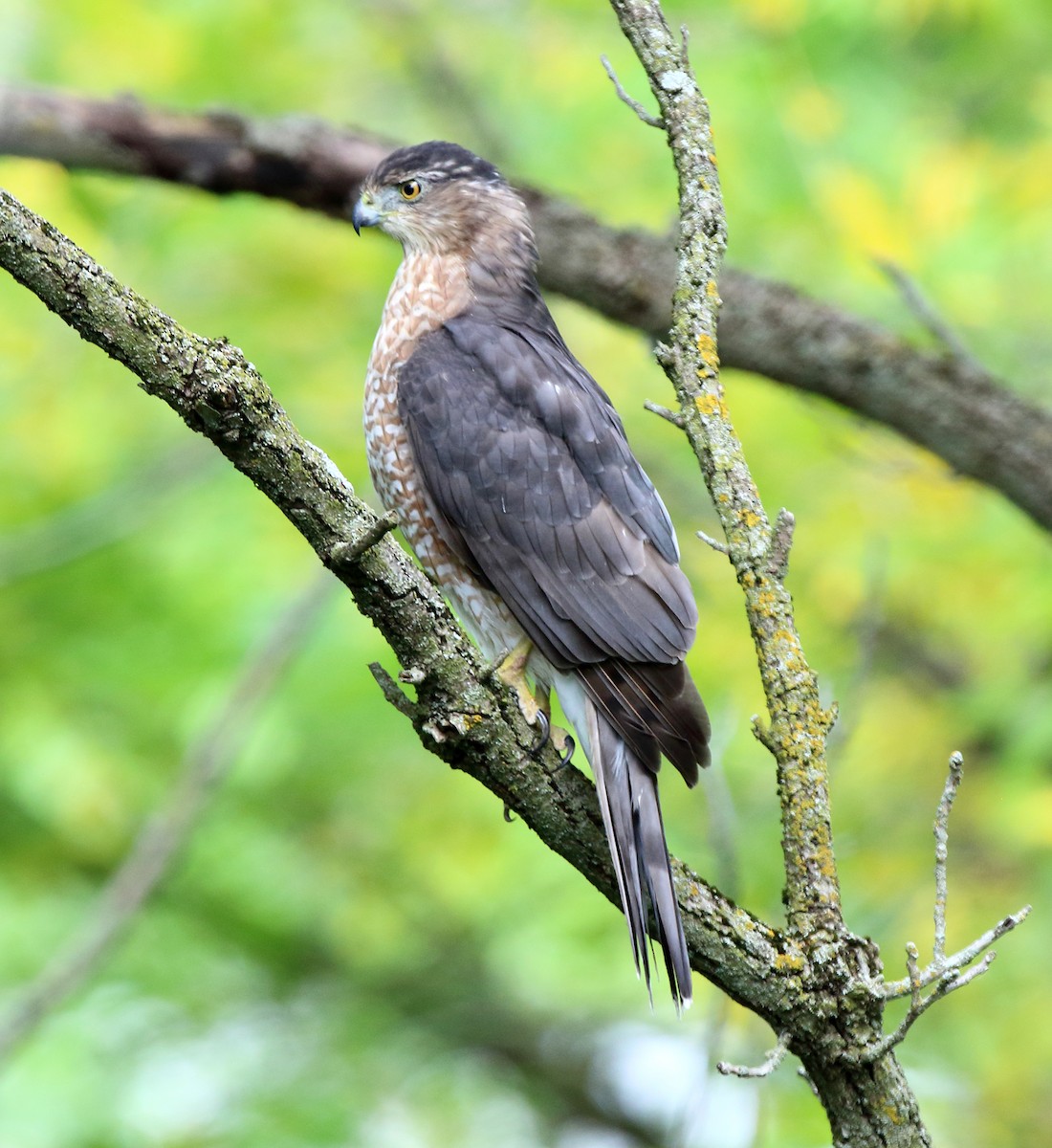 Cooper's Hawk - ML641501083