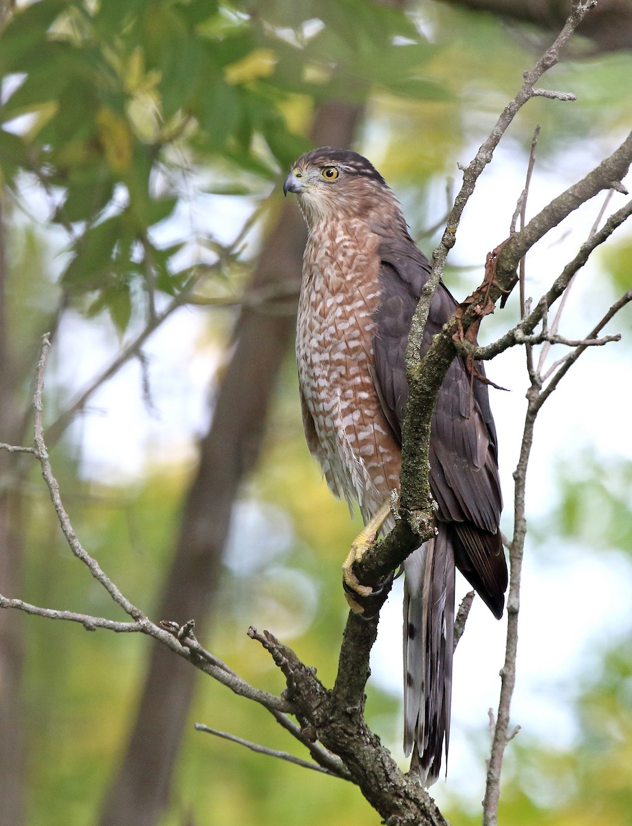 Cooper's Hawk - ML641501084