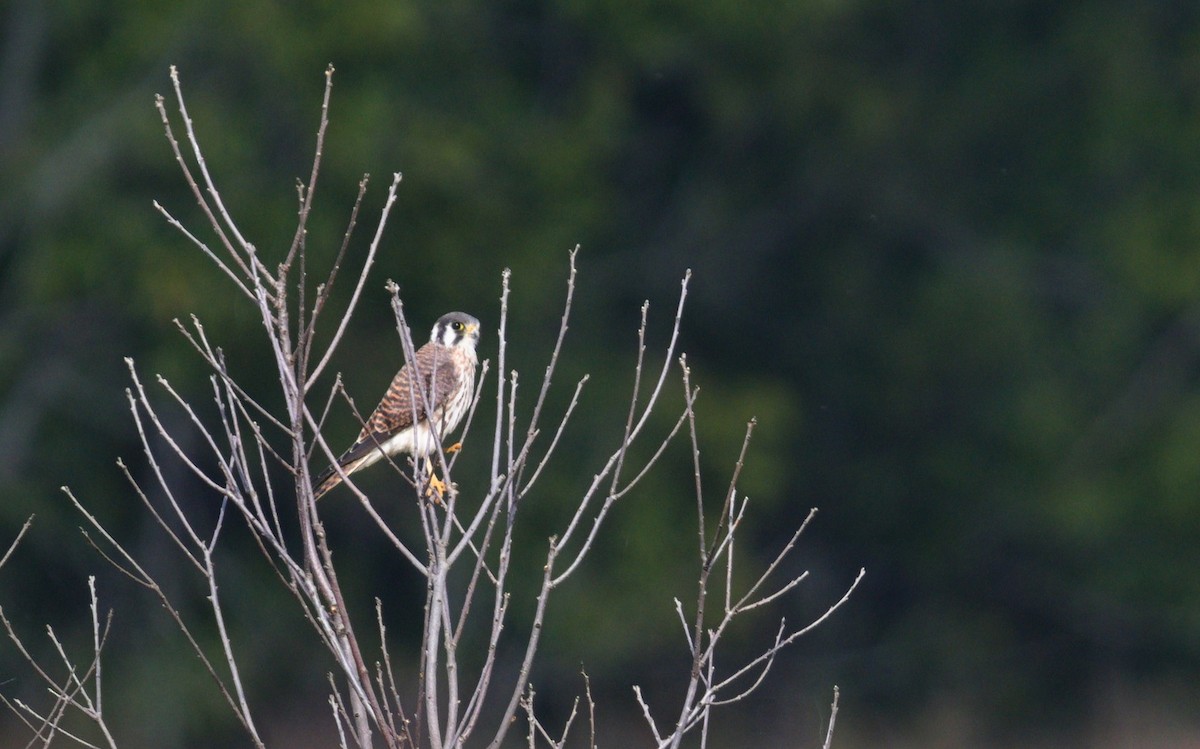 American Kestrel - ML641501098