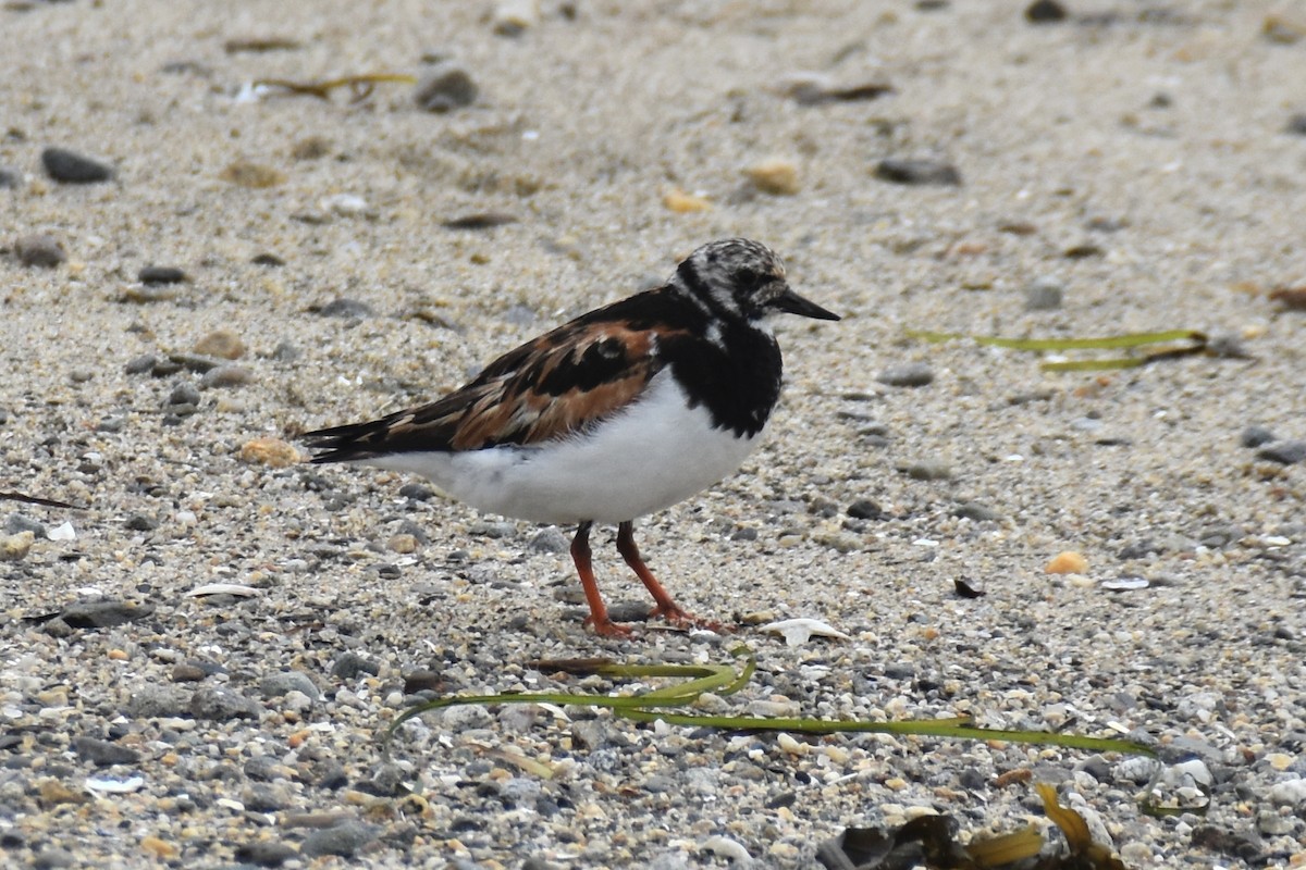 Ruddy Turnstone - ML641501126