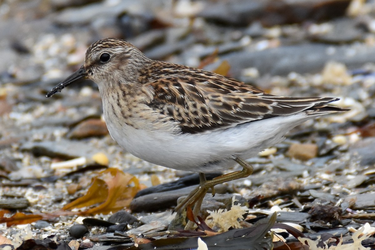 Least Sandpiper - ML641501145